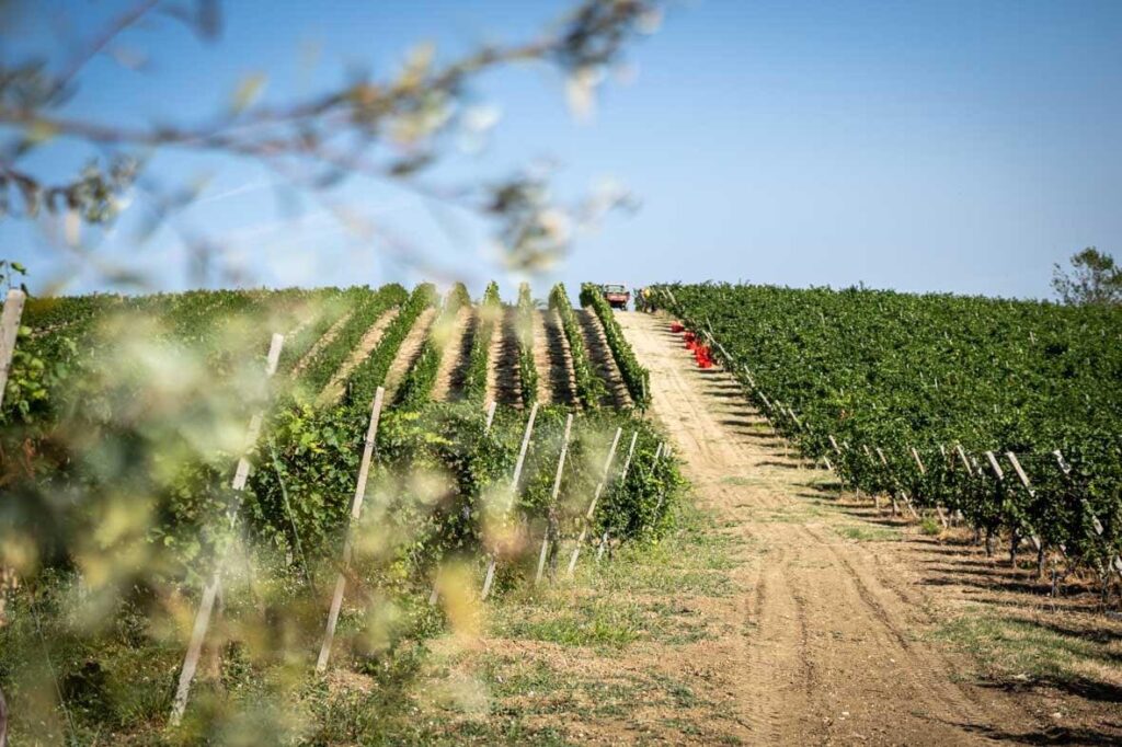 Terre Doltrepo-Vigneti 2-Invive Milano